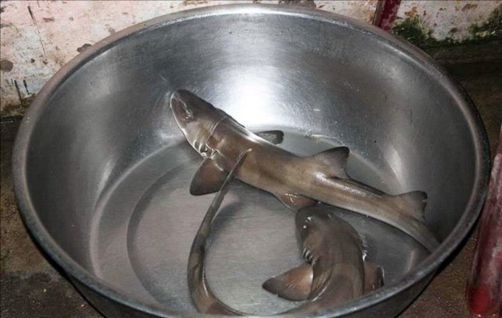 Hấp dẫn món gỏi ‘cá mập sữa’: Đặc sản hiếm ở Quảng Bình ngày hè - Ảnh 2.