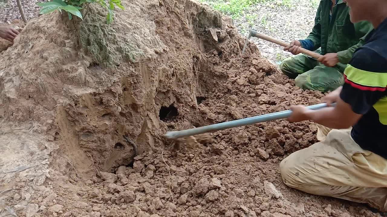 Loại nấm đen nhìn y hệt trứng bắc thảo, giá cao nhưng vẫn nhiều người mua - Ảnh 2. Loại nấm đen nhìn y hệt trứng bắc thảo, giá cao nhưng vẫn nhiều người mua - Ảnh 2.