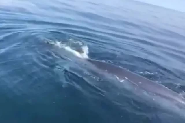 Cá voi bất ngờ xuất hiện trên vùng biển Thanh Hóa - Ảnh 1.