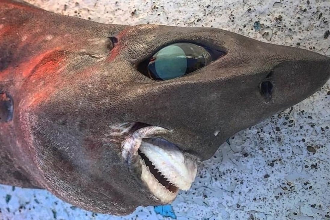 Bộ dạng kỳ quái của 1 con cá mập ở Úc - Ảnh 1.