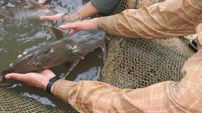 Loại cá xưa chỉ dùng để tiến vua, giờ là đặc sản có giá tới 650.000 đồng/kg - Ảnh 2.