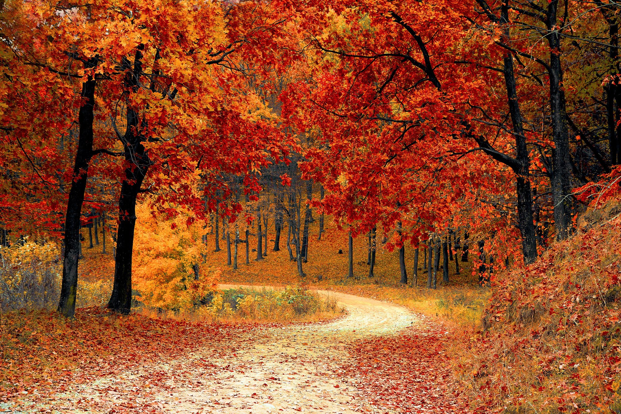 fall-autumn-red-season-16639207421221246959245-1663935271988-16639352720732144992411.jpg