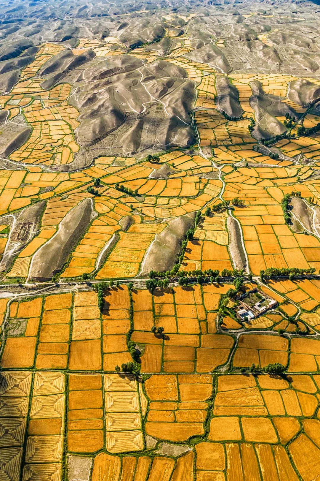 Chùm ảnh ấn tượng: Trung Quốc bước vào mùa thu hoạch thu - Ảnh 4.