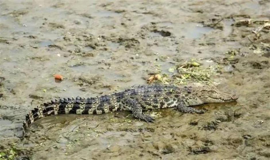 Trung Quốc huy động gần 150 cảnh sát truy bắt cá sấu Thái Lan - Ảnh 1.