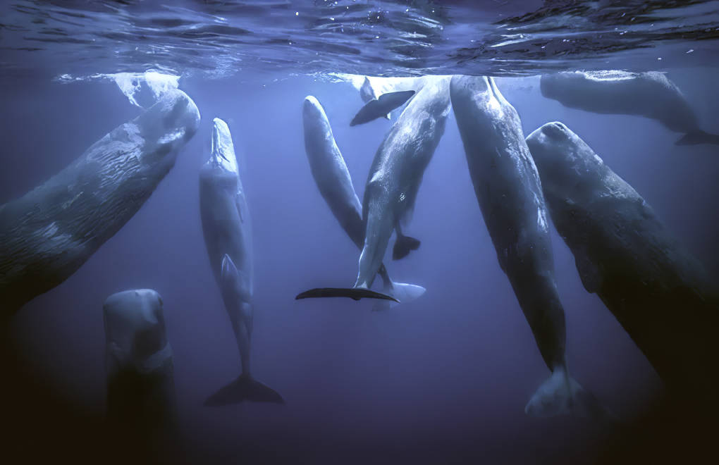Vì sao loài động vật có 'mũi thở' như cá voi lại ngủ được dưới nước? - Ảnh 3.