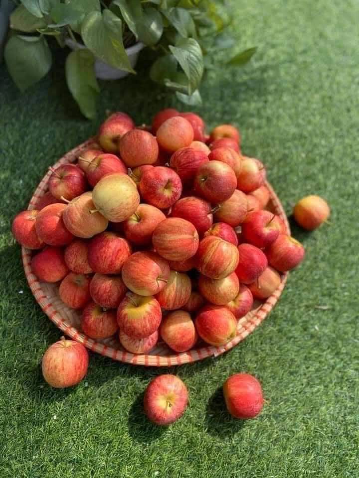 Bất ngờ với loại táo cherry được rao bán trên chợ mạng, giá rẻ chỉ 9 nghìn/kg - Ảnh 3.