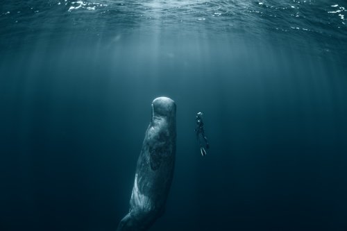 Vì sao loài động vật có 'mũi thở' như cá voi lại ngủ được dưới nước? - Ảnh 4.