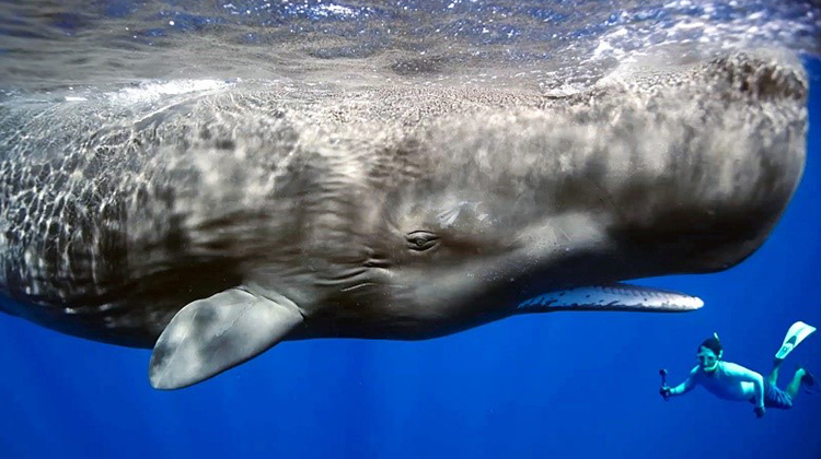 Vì sao loài động vật có 'mũi thở' như cá voi lại ngủ được dưới nước? - Ảnh 2.