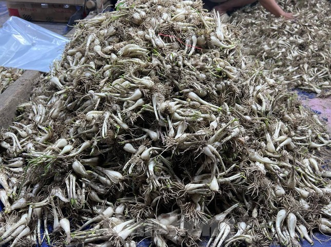 Củ Kiệu khan h&agrave;ng, gi&aacute; tăng gấp đ&ocirc;i - Ảnh 2.