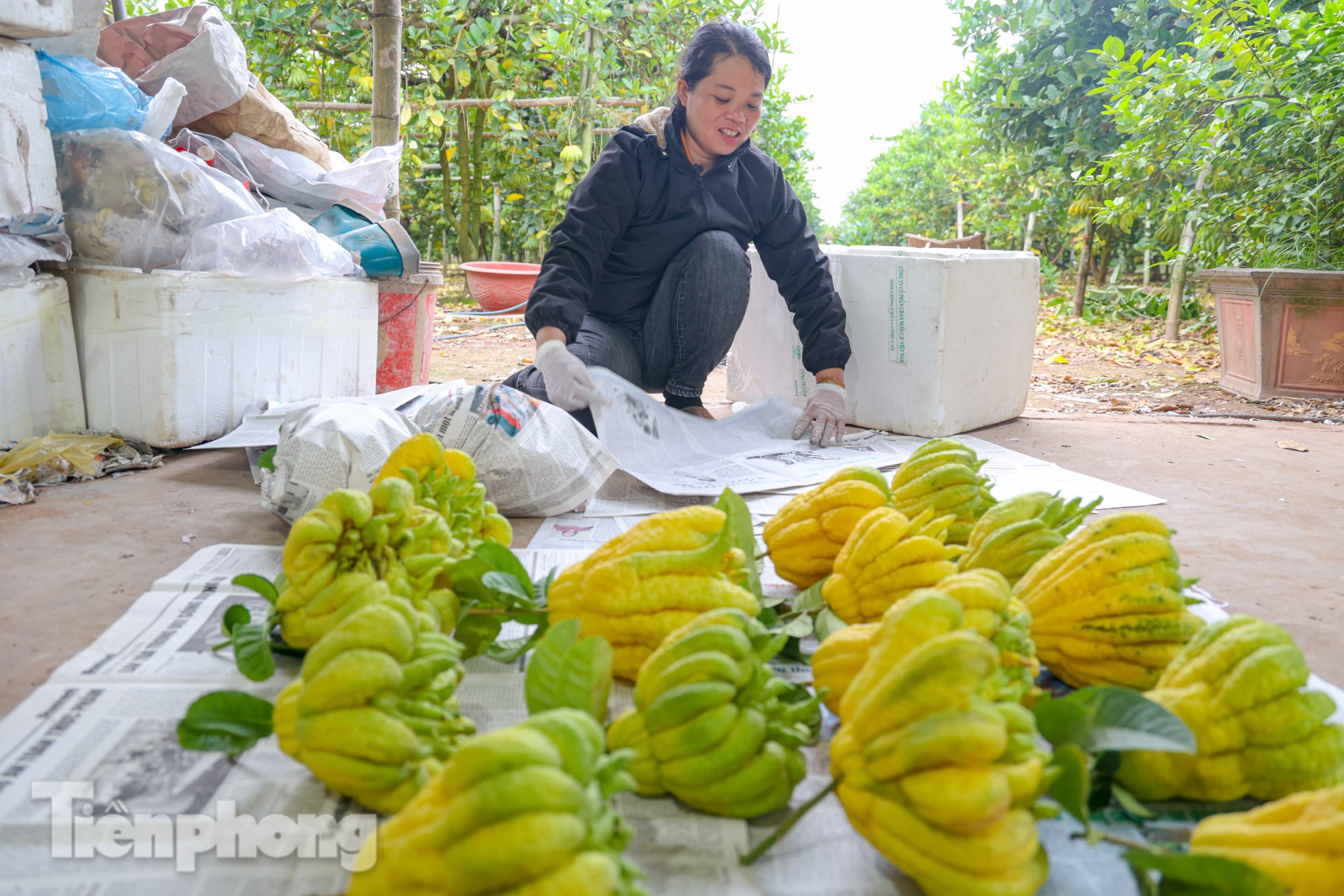 Phật thủ giá 'bạc triệu' ở Hà Nội đắt khách dịp Tết Nguyên đán 2023 - Ảnh 12.