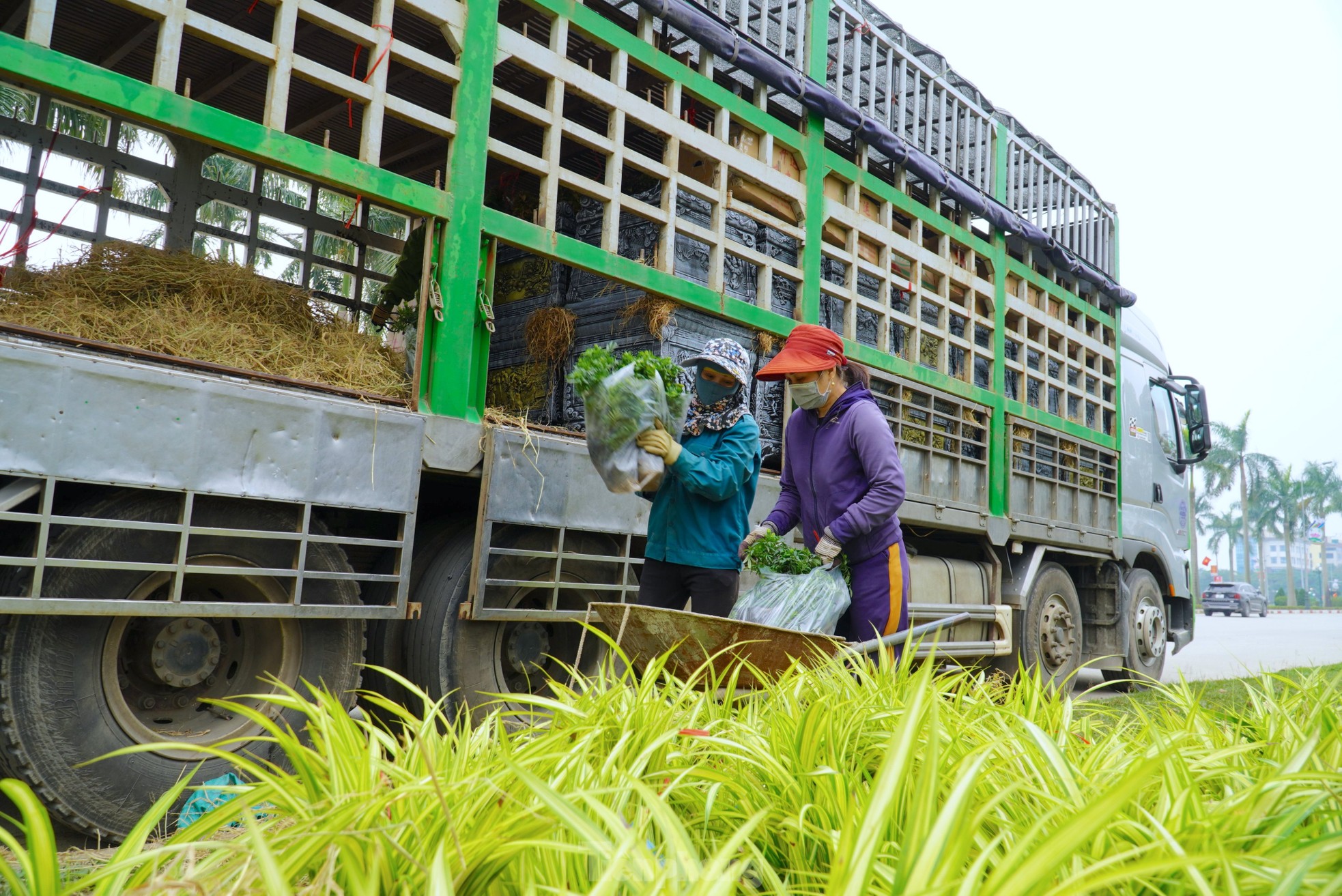 Những người phụ nữ chở cây cảnh thuê gồng mình mưu sinh ngày Tết - Ảnh 1.