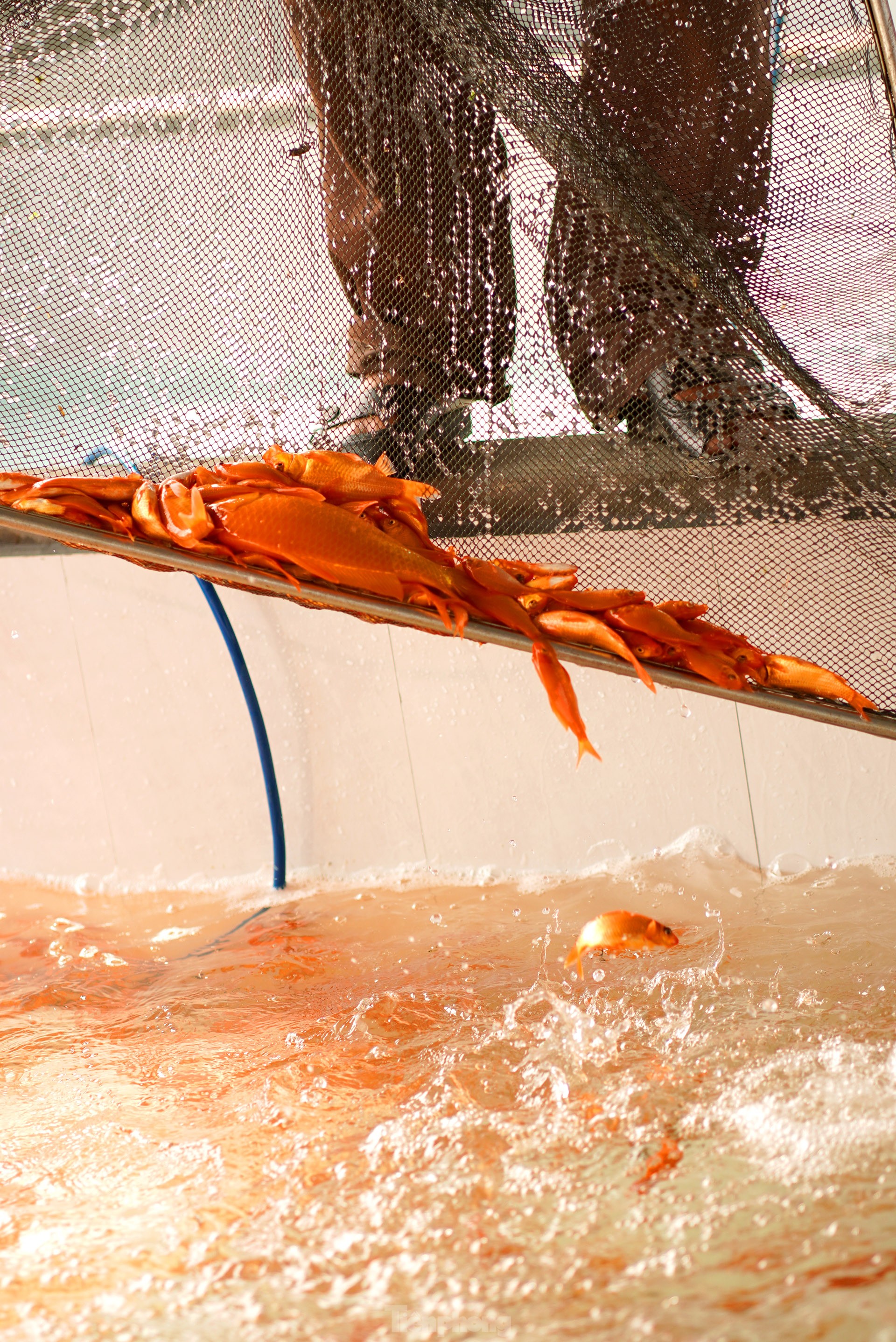 Làng cá chép đỏ nổi tiếng Phú Thọ rộn ràng dịp ông Công ông Táo - Ảnh 11.