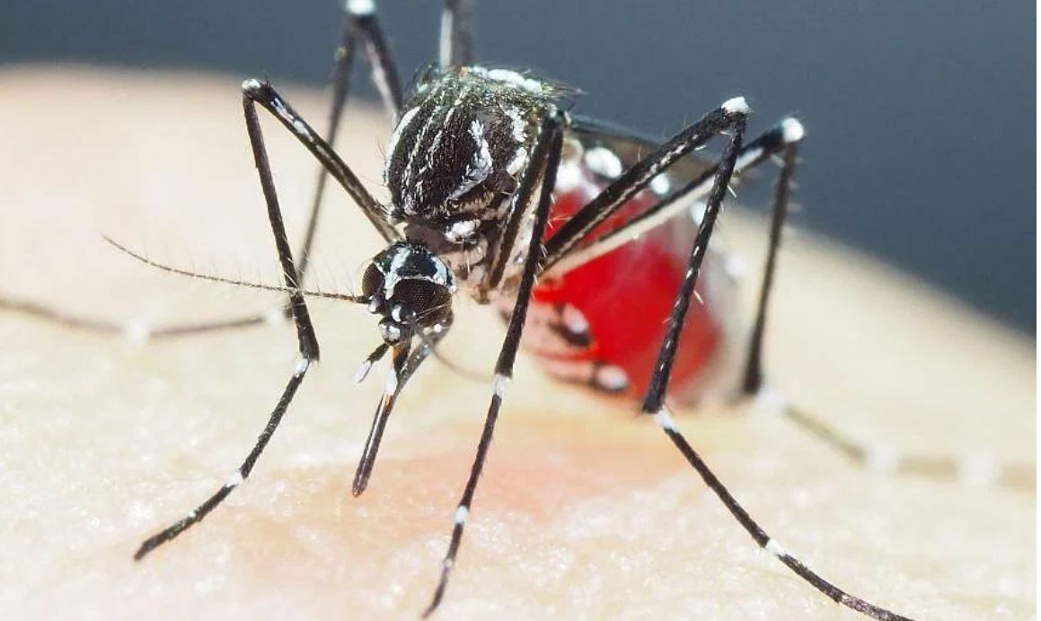 Báo động nguy cơ từ muỗi siêu kháng thuốc ở châu Á - Ảnh 1.