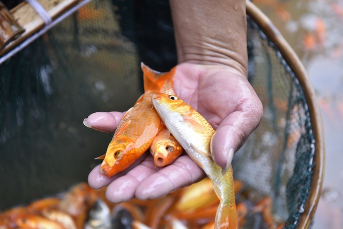 Vựa cá chép đỏ ở xứ Thanh tất bật chuẩn bị phương tiện cho ông Công, ông Táo về trời - Ảnh 11.