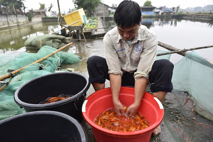 Vựa cá chép đỏ ở xứ Thanh tất bật chuẩn bị phương tiện cho ông Công, ông Táo về trời - Ảnh 6.