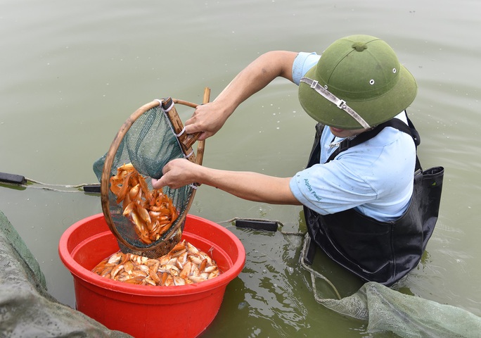 Vựa cá chép đỏ ở xứ Thanh tất bật chuẩn bị phương tiện cho ông Công, ông Táo về trời - Ảnh 4.