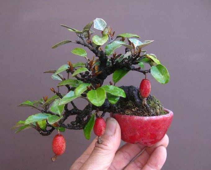 10 chậu bonsai cây ăn trái mini siêu đẹp dùng trang trí nhà dịp Tết - Ảnh 1.