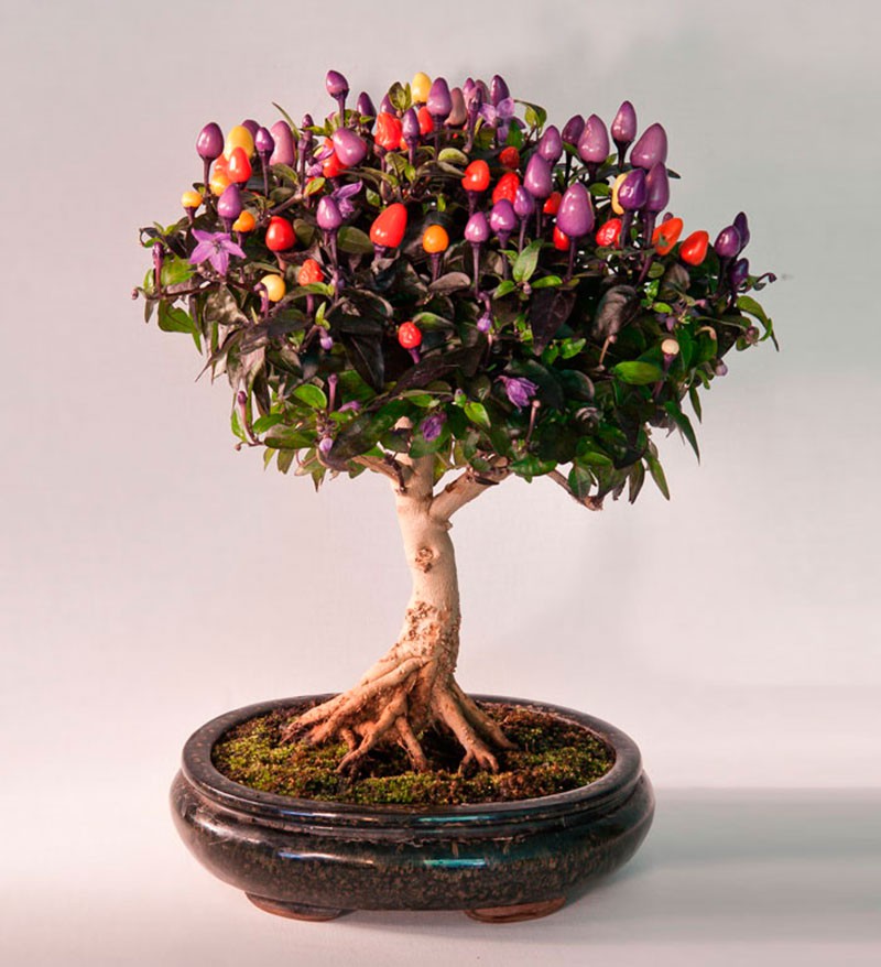 10 chậu bonsai cây ăn trái mini siêu đẹp dùng trang trí nhà dịp Tết - Ảnh 3.