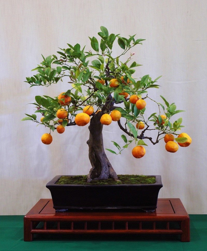 10 chậu bonsai cây ăn trái mini siêu đẹp dùng trang trí nhà dịp Tết - Ảnh 2.