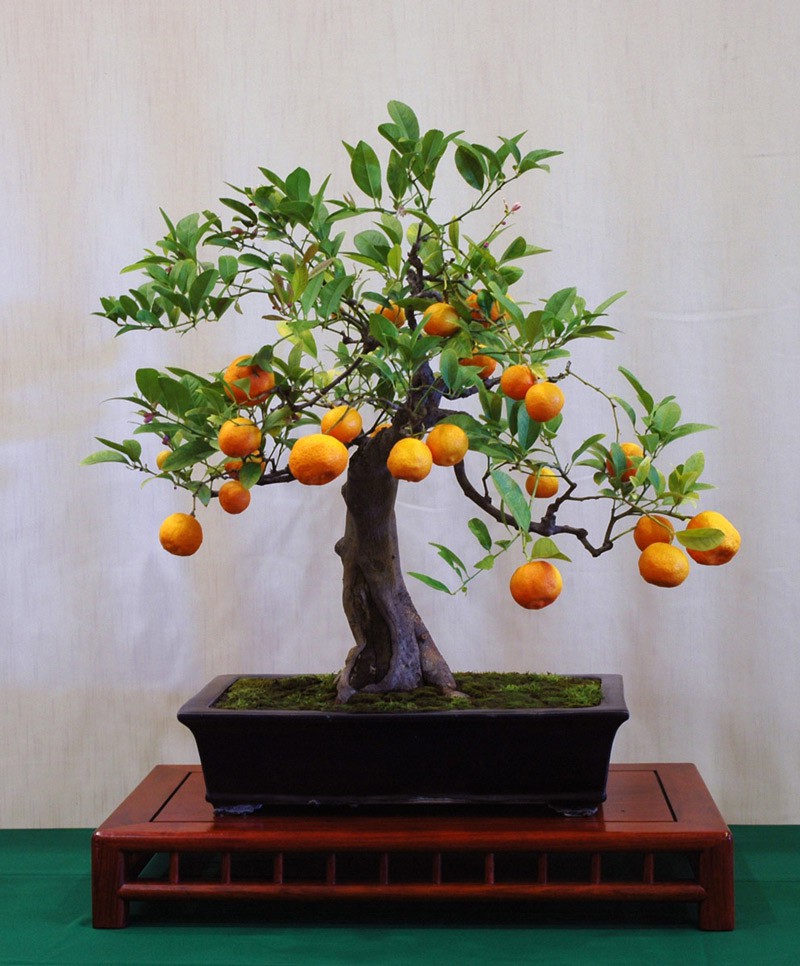 10 chậu bonsai cây ăn trái mini siêu đẹp dùng trang trí nhà dịp Tết - Ảnh 2. 10 chậu bonsai cây ăn trái mini siêu đẹp dùng trang trí nhà dịp Tết - Ảnh 2.