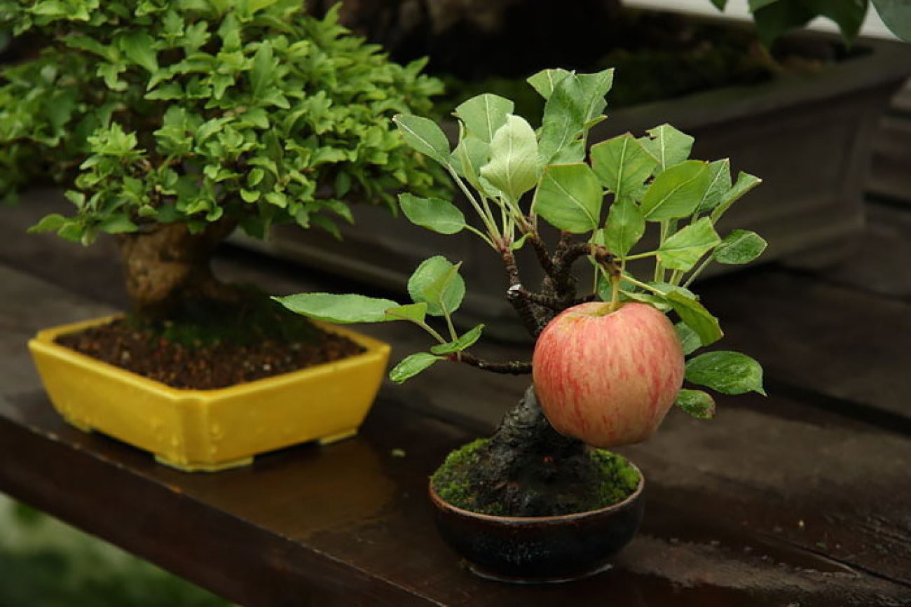 10 chậu bonsai cây ăn trái mini siêu đẹp dùng trang trí nhà dịp Tết - Ảnh 4.