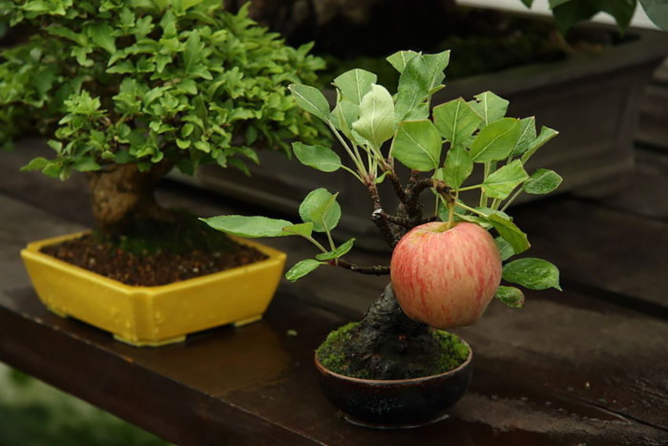 10 chậu bonsai cây ăn trái mini siêu đẹp dùng trang trí nhà dịp Tết - Ảnh 4. 10 chậu bonsai cây ăn trái mini siêu đẹp dùng trang trí nhà dịp Tết - Ảnh 4.