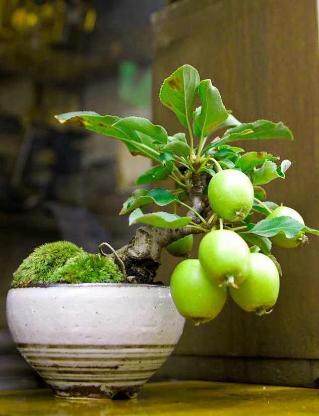 10 chậu bonsai cây ăn trái mini siêu đẹp dùng trang trí nhà dịp Tết - Ảnh 8.