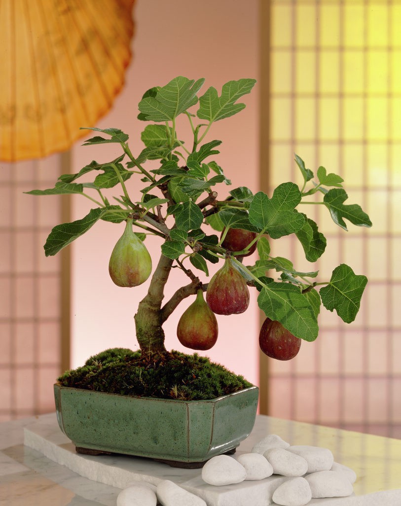 10 chậu bonsai cây ăn trái mini siêu đẹp dùng trang trí nhà dịp Tết - Ảnh 10. 10 chậu bonsai cây ăn trái mini siêu đẹp dùng trang trí nhà dịp Tết - Ảnh 10.