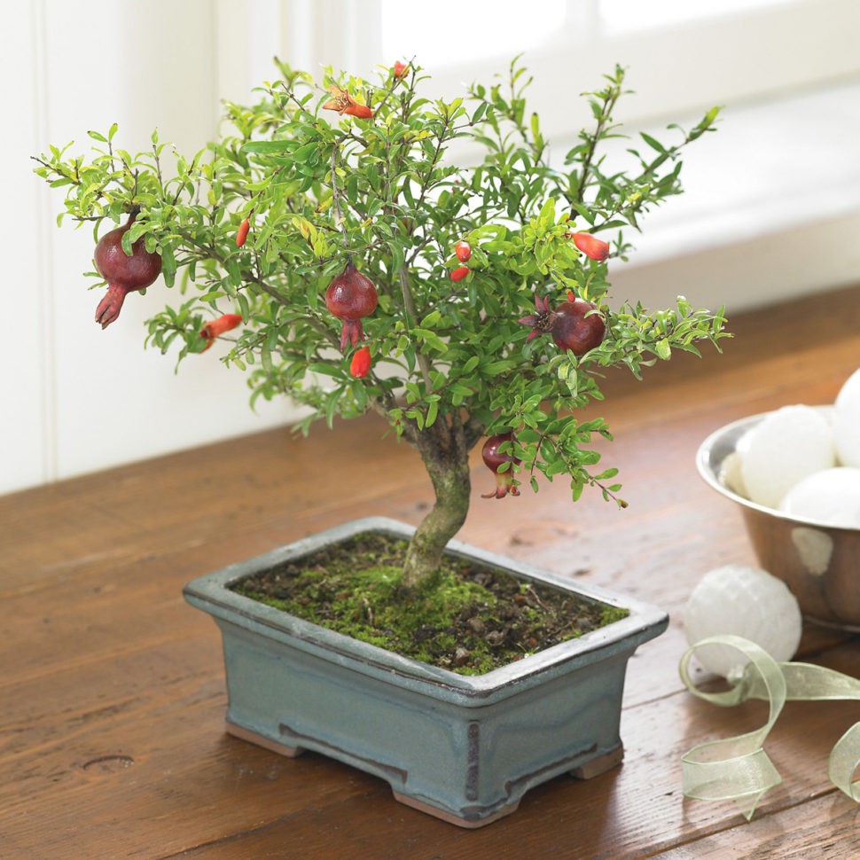 10 chậu bonsai cây ăn trái mini siêu đẹp dùng trang trí nhà dịp Tết - Ảnh 7.