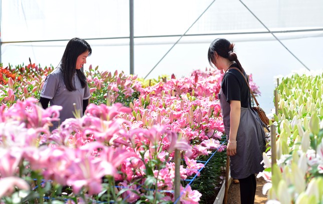Hoa đẹp, giá không tăng ở thủ phủ Đà Lạt - Ảnh 1.