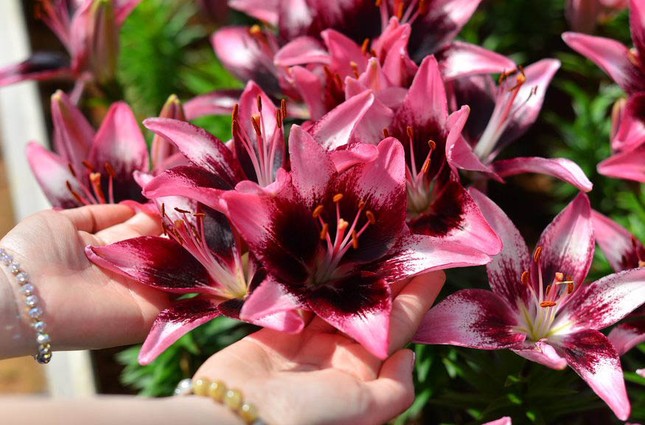Hoa đẹp, giá không tăng ở thủ phủ Đà Lạt - Ảnh 5.