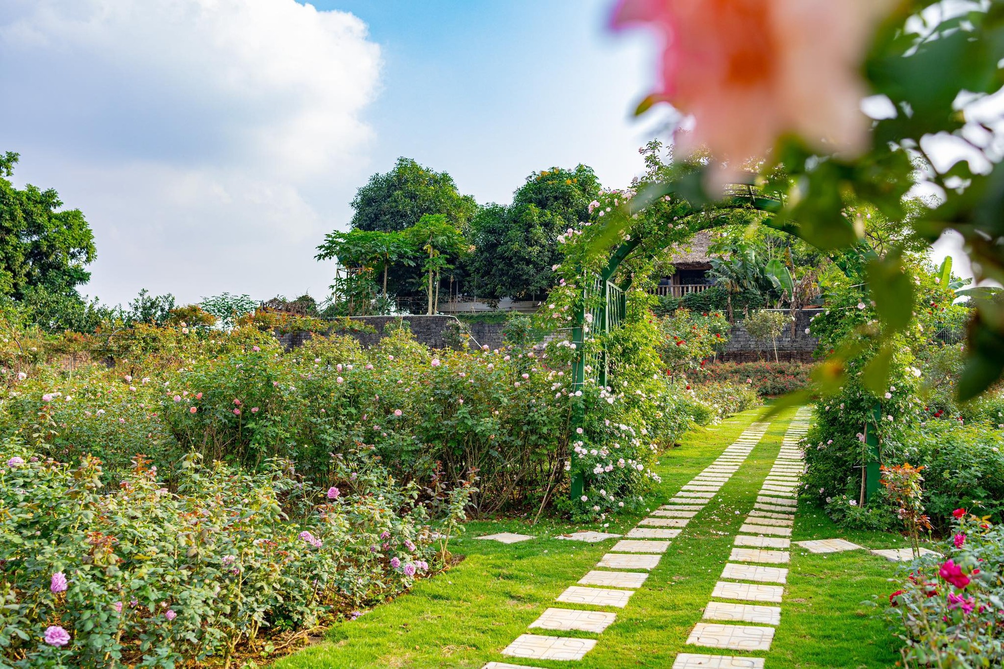 Mùng 3 Tết đến thăm vườn hồng rộng 6.000m² của người phụ nữ Hà Nội - Ảnh 7.