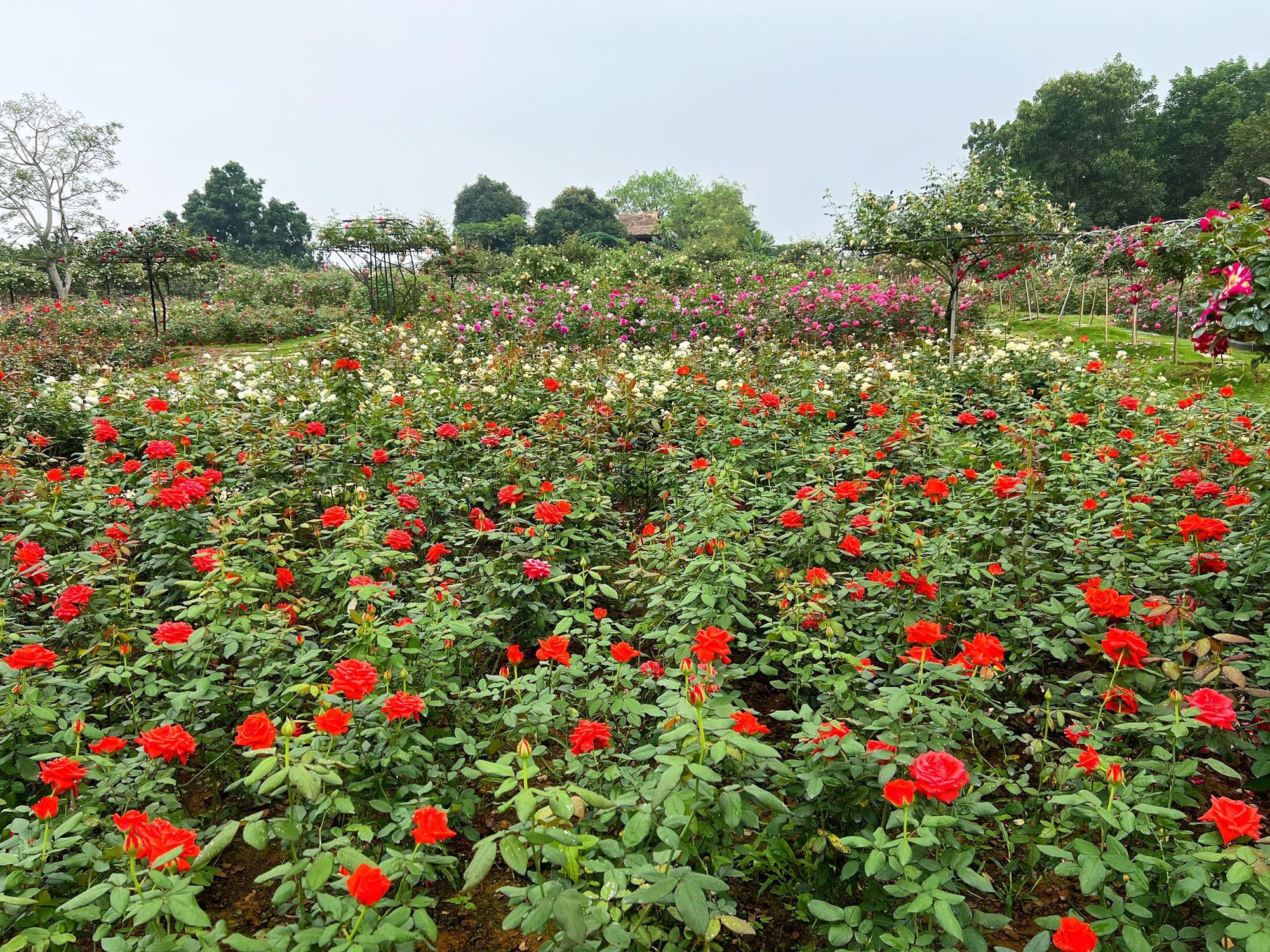 Mùng 3 Tết đến thăm vườn hồng rộng 6.000m² của người phụ nữ Hà Nội - Ảnh 10.