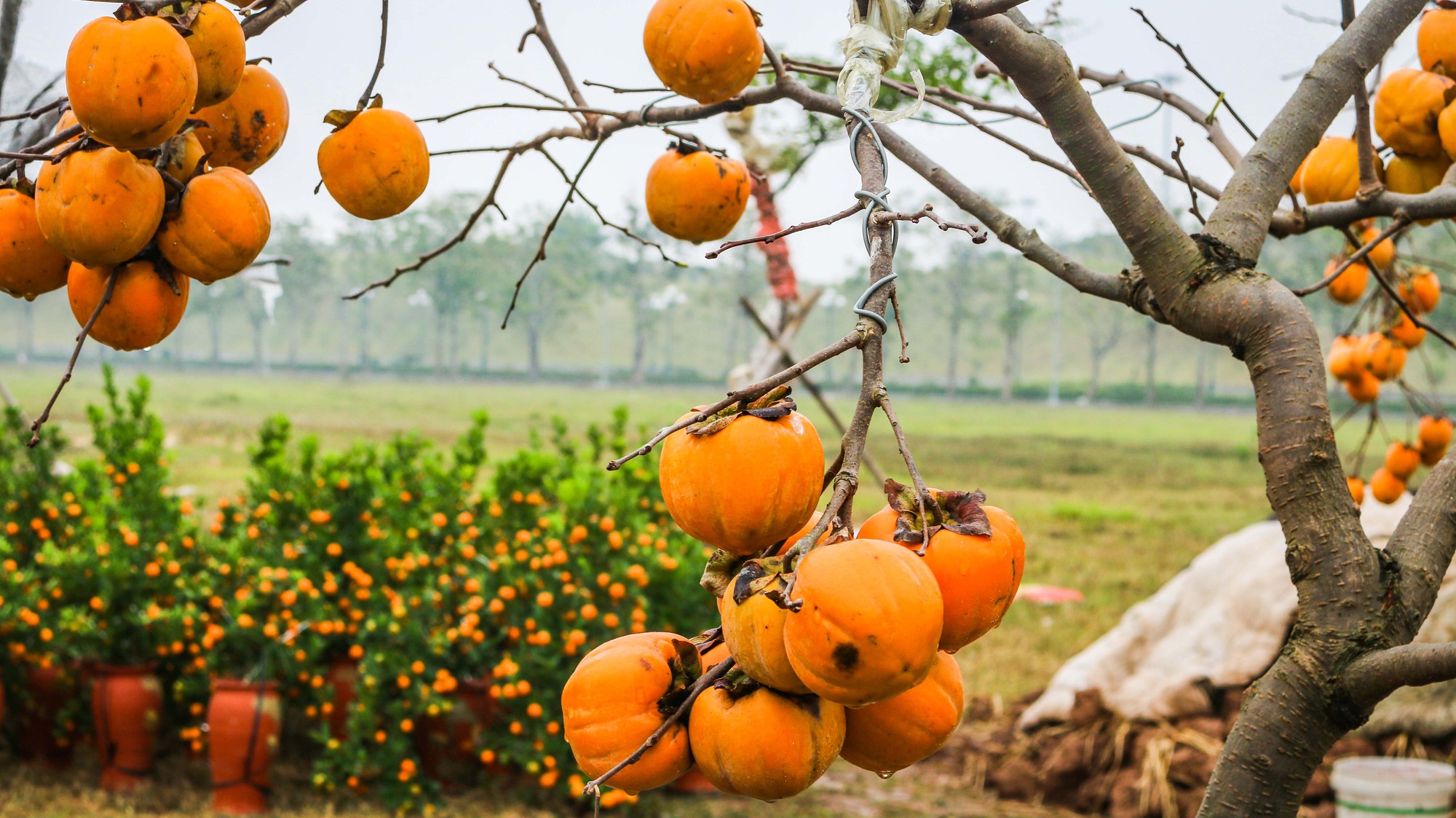 Thú chơi “cả quả” của hội chị em gián tiếp giúp loài cây vốn mất vị thế bỗng “đắt giá” trở lại - Ảnh 3.