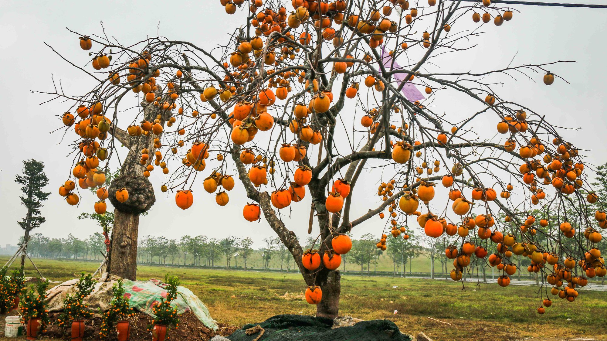 Thú chơi “cả quả” của hội chị em gián tiếp giúp loài cây vốn mất vị thế bỗng “đắt giá” trở lại - Ảnh 4.