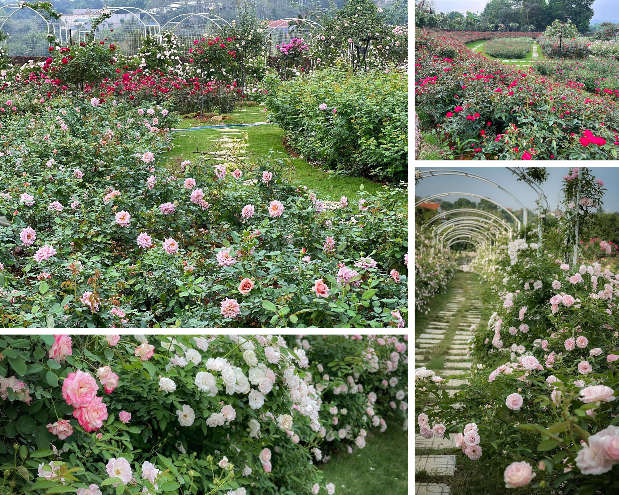 Mùng 3 Tết đến thăm vườn hồng rộng 6.000m² của người phụ nữ Hà Nội - Ảnh 4.
