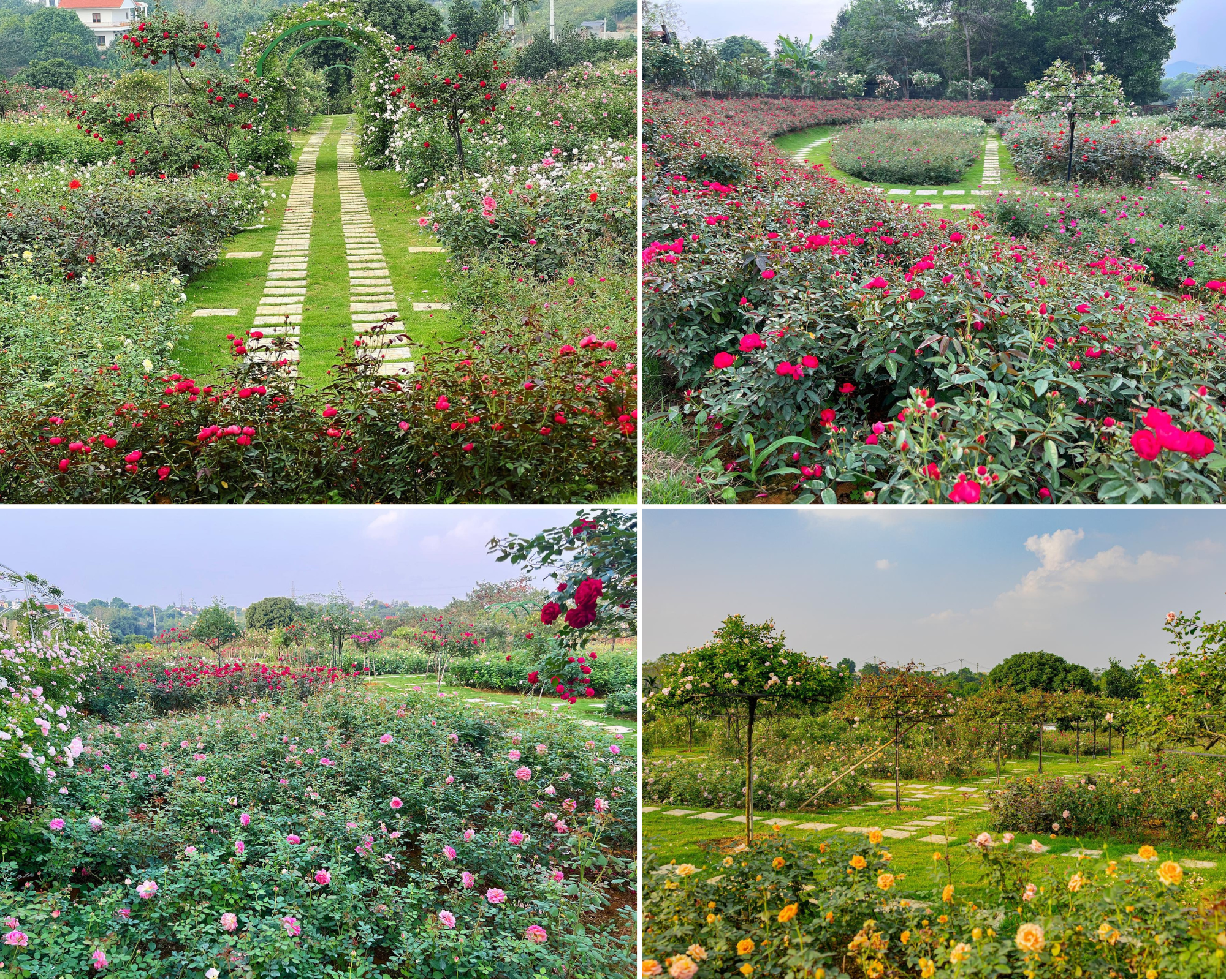 Mùng 3 Tết đến thăm vườn hồng rộng 6.000m² của người phụ nữ Hà Nội - Ảnh 2.