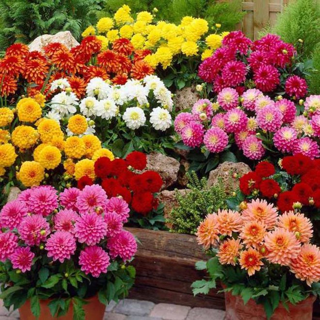10 loài hoa được chưng Tết nhiều nhất: Không chỉ rực rỡ mà còn mang ý nghĩa phong thủy tốt đẹp - Ảnh 10. 10 loài hoa được chưng Tết nhiều nhất: Không chỉ rực rỡ mà còn mang ý nghĩa phong thủy tốt đẹp - Ảnh 10.