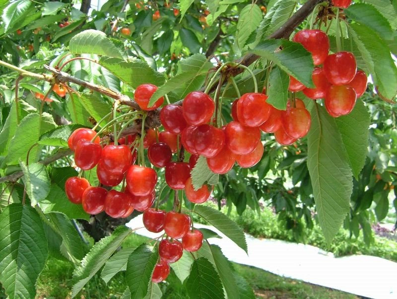 Loại cherry này có gì đặc biệt mà nửa cân có giá bán gần 240 triệu đồng? - Ảnh 3.