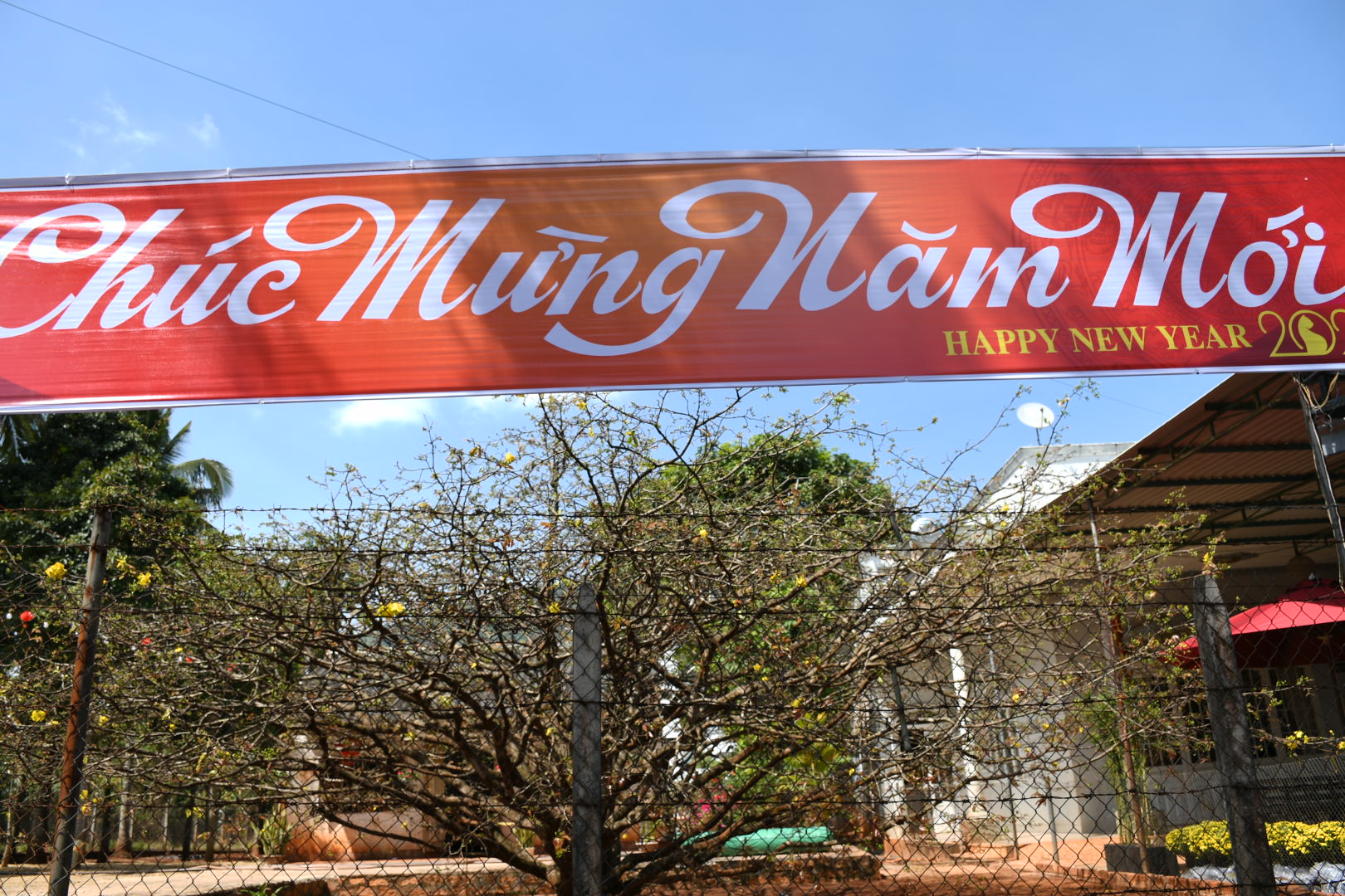 Cây mai “có một không hai ở Đồng Nai - Ảnh 2.