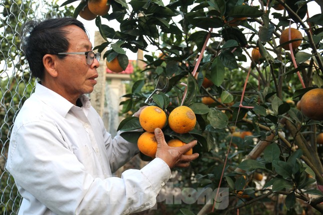 Lý do người dân Xã Đoài rao bán tới 80.000 đồng 1 quả cam - Ảnh 3. Lý do người dân Xã Đoài rao bán tới 80.000 đồng 1 quả cam - Ảnh 3.