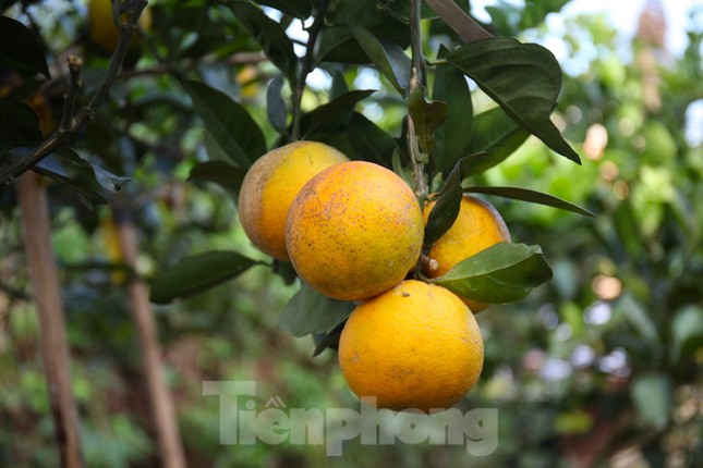 Lý do người dân Xã Đoài rao bán tới 80.000 đồng 1 quả cam - Ảnh 2. Lý do người dân Xã Đoài rao bán tới 80.000 đồng 1 quả cam - Ảnh 2.