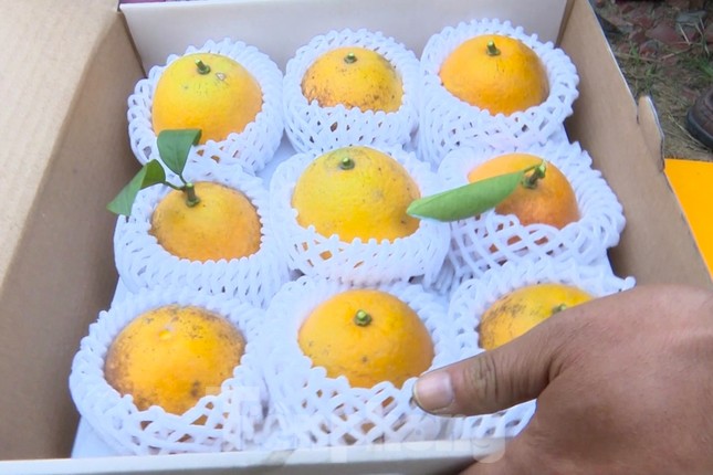 Lý do người dân Xã Đoài rao bán tới 80.000 đồng 1 quả cam - Ảnh 10. Lý do người dân Xã Đoài rao bán tới 80.000 đồng 1 quả cam - Ảnh 10.
