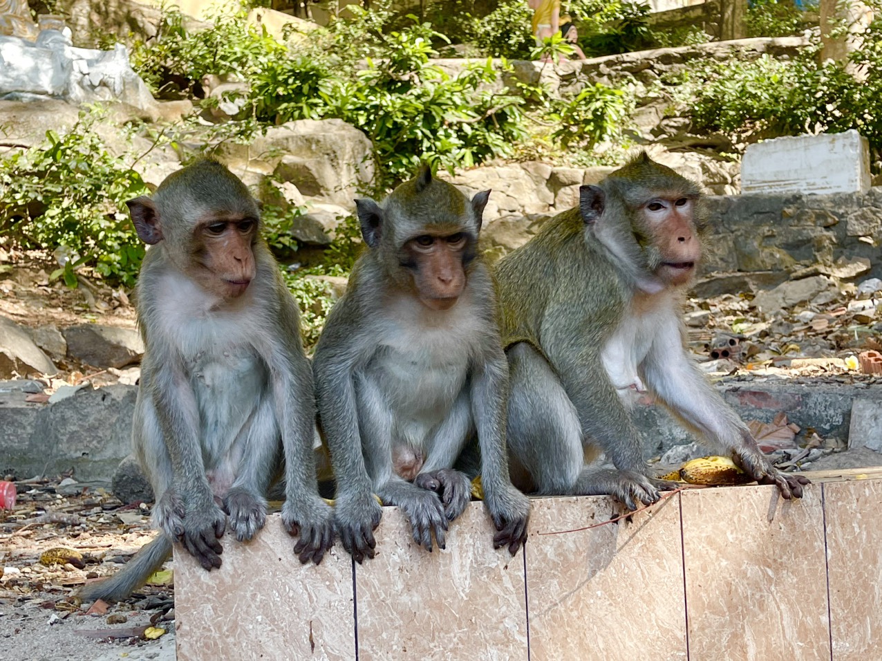 Hình ảnh hàng trăm con khỉ chọn cửa chùa làm nơi nương náu  - Ảnh 4.