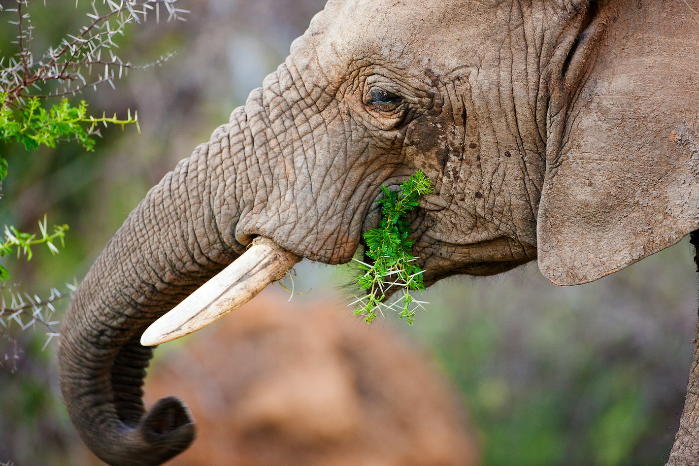 Loài voi có thể là &quot;chìa khóa&quot; để cứu Trái Đất - Ảnh 1.