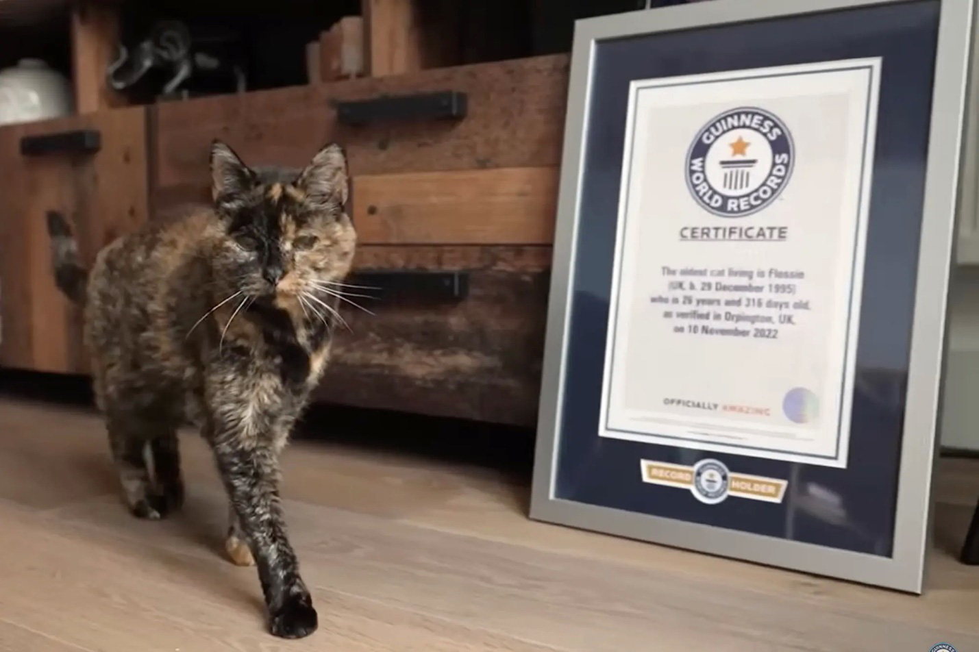 Những kỷ lục Guinness của loài mèo - Ảnh 6.