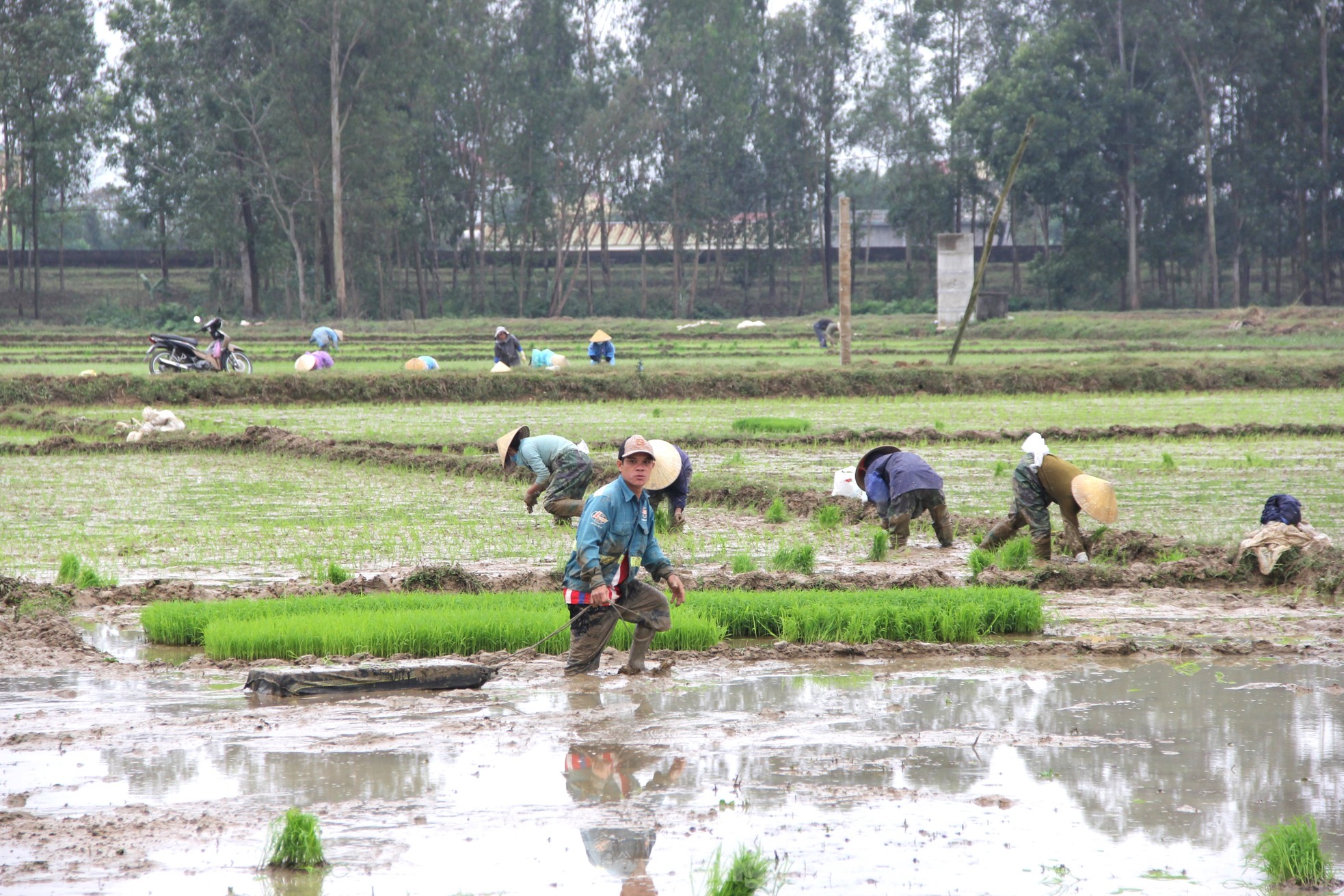 Nông dân xuống đồng sau Tết, ước mong một vụ mùa bội thu - Ảnh 5.