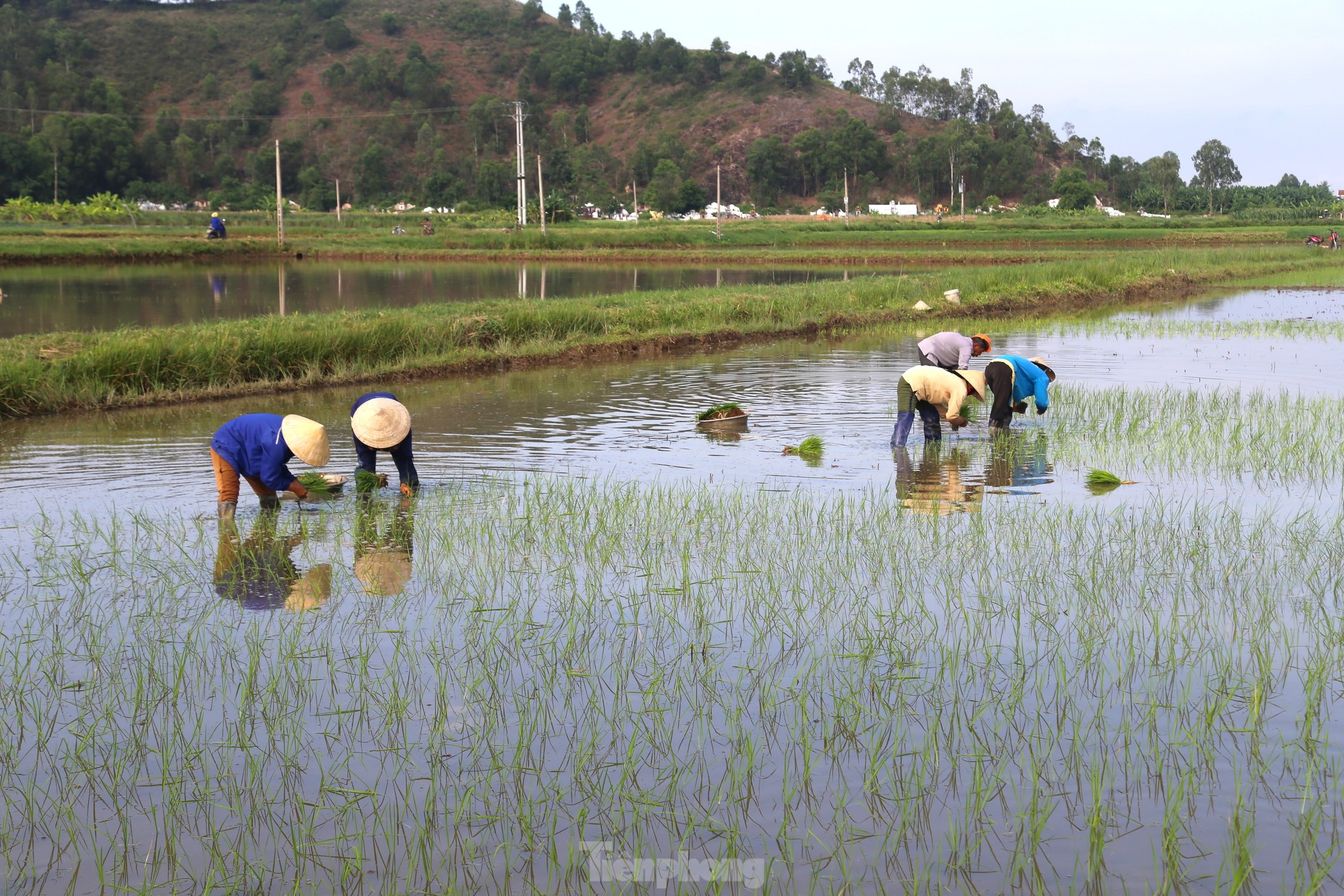 Nông dân xuống đồng sau Tết, ước mong một vụ mùa bội thu - Ảnh 9.