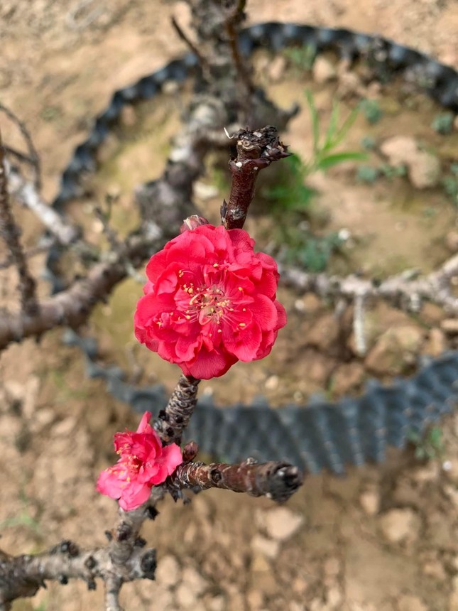 Hà Nội: Ngắm những dáng đào 'vương giả' chuẩn bị xuống phố đón Tết - Ảnh 9. Hà Nội: Ngắm những dáng đào 'vương giả' chuẩn bị xuống phố đón Tết - Ảnh 9.