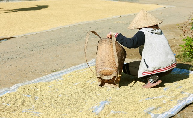 Phong phú đặc sản miệt vườn Lâm Đồng: Nếp Quýt, gà Đông Tảo... sẵn sàng dịp Tết - Ảnh 2.